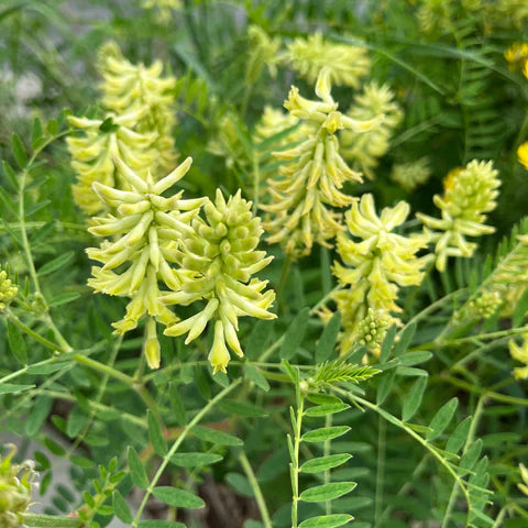 Astragale du Canada en fleurs, vivace indigène aux fleurs crème.