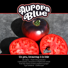 Aurora Blue tomato (<em>Solanum lycopersicum</em> ‘Aurora Blue’)
