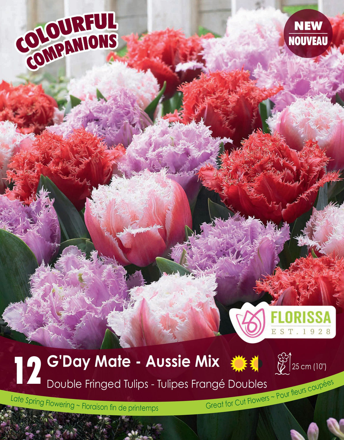 Harmonie florale G'Day Mate – Aussie Mix ( Tulipa spp.) : des tulipes doubles frangées roses, rouges, blanches et lilas. Le visuel Florissa présente la plante et son nom dans la partie inférieure de l’étiquette. La photographie occupe presque toute la surface, tandis que le bandeau du bas rassemble les indications du produit. Cette vue permet de reconnaître son apparence et de distinguer la variété présentée.
