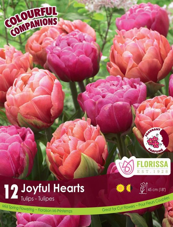 Harmonie florale Joyful Hearts ( Tulipa spp.) : des tulipes doubles roses et pêche. Le visuel Florissa présente la plante et son nom dans la partie inférieure de l’étiquette. La photographie occupe presque toute la surface, tandis que le bandeau du bas rassemble les indications du produit. Cette vue permet de reconnaître son apparence et de distinguer la variété présentée.