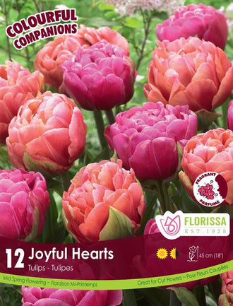 Harmonie florale Joyful Hearts ( Tulipa spp.) : des tulipes doubles roses et pêche. Le visuel Florissa présente la plante et son nom dans la partie inférieure de l’étiquette. La photographie occupe presque toute la surface, tandis que le bandeau du bas rassemble les indications du produit. Cette vue permet de reconnaître son apparence et de distinguer la variété présentée.