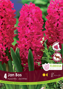 Hyacinth Jan Bos