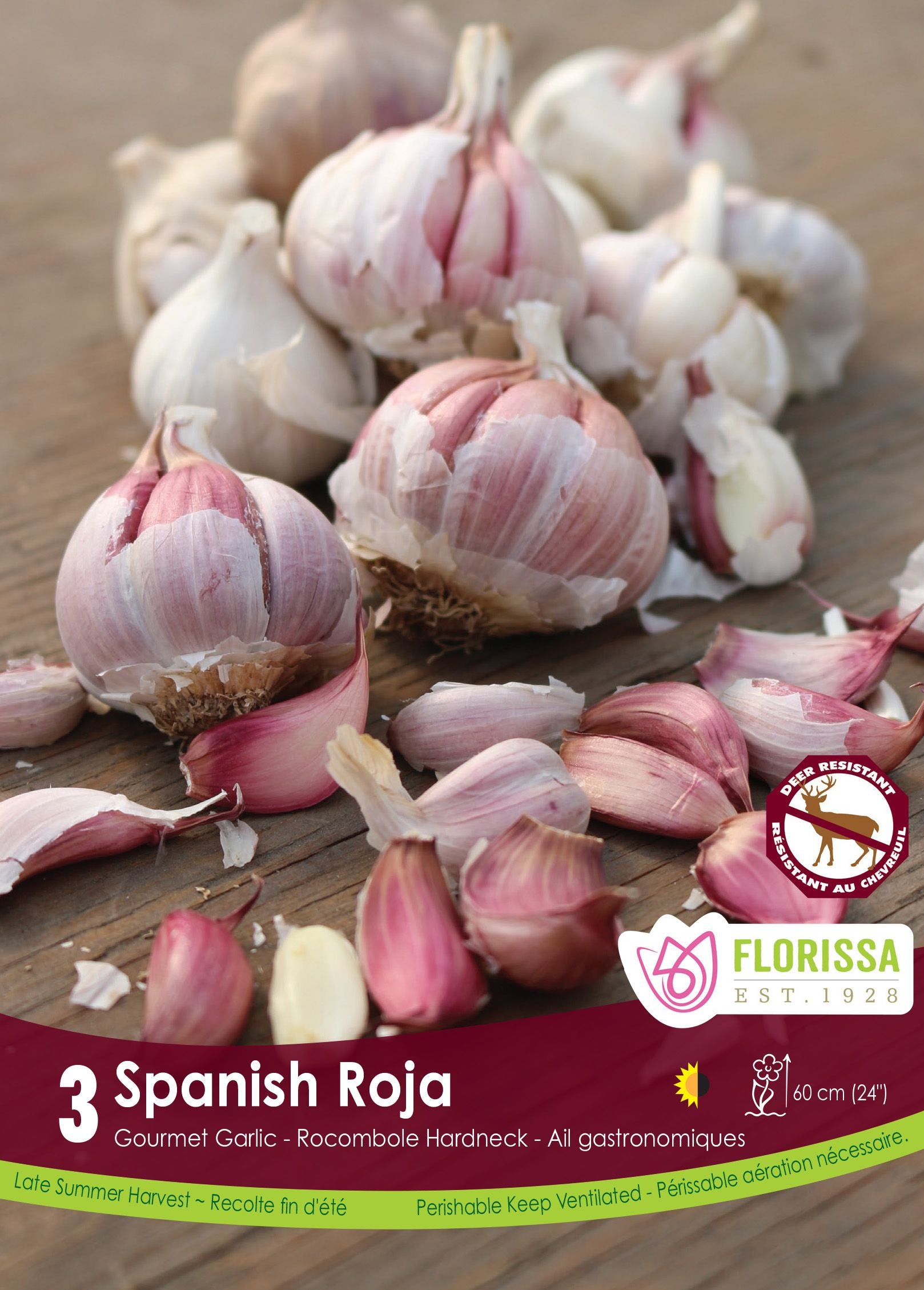 Spanish Roja garlic (<em>Allium sativum</em> ‘Spanish Roja’)