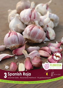 Spanish Roja garlic (<em>Allium sativum</em> ‘Spanish Roja’)