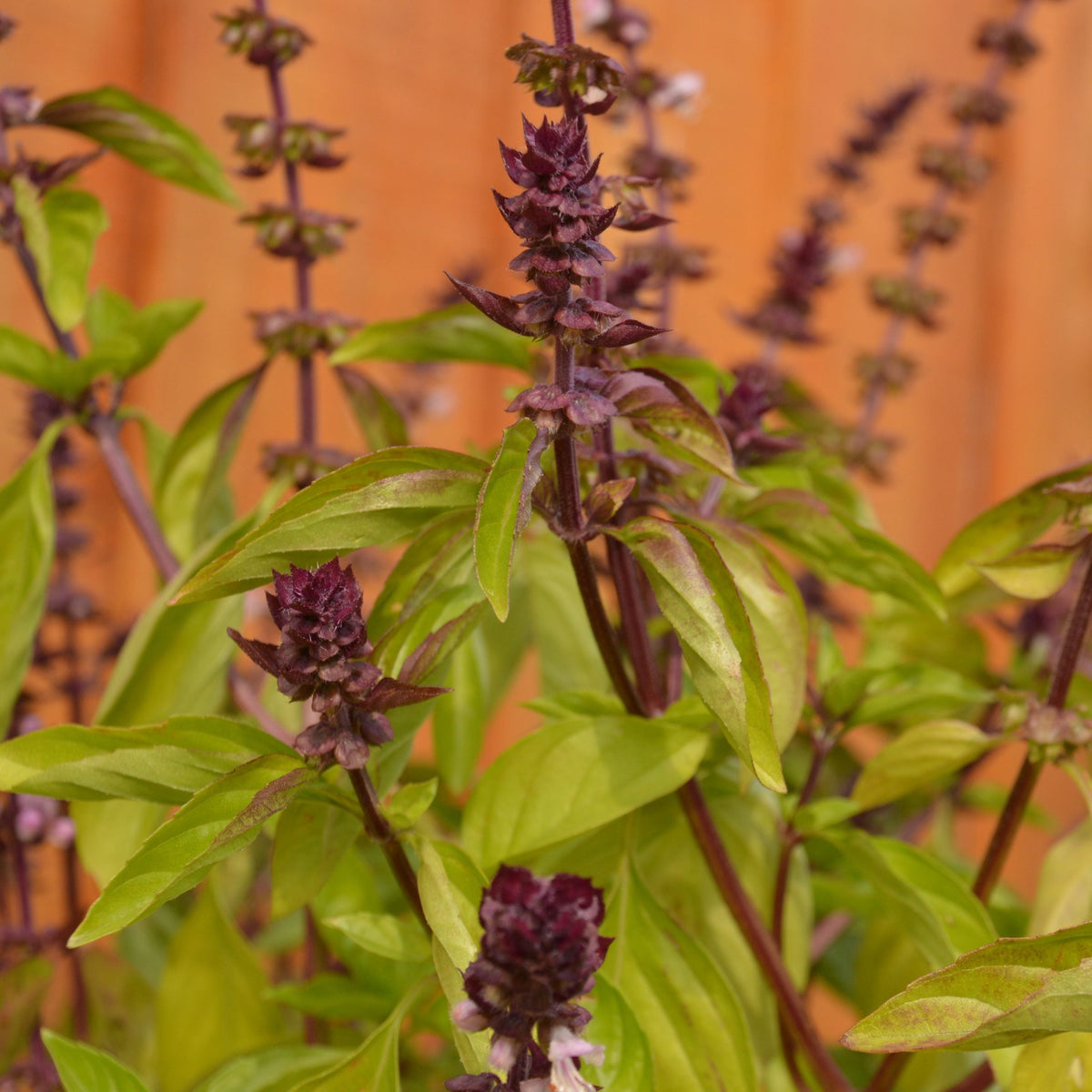 Basilic Thai. Basilic à tiges et fleurs pourprées au-dessus de feuilles vertes. Le cadrage permet de voir les formes, les couleurs et les détails du sujet représenté. Les contours se détachent du fond de l’image, avec des différences de teinte et de texture visibles sur les surfaces. Cette vue accompagne la présentation du produit dans la boutique.