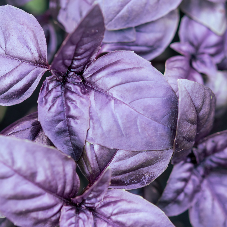 Basilic pourpre