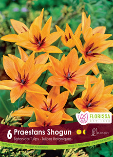 Tulipe Shogun ( Tulipa ) : des petites tulipes orange ouvertes en étoile. Le visuel Florissa présente la plante et son nom dans la partie inférieure de l’étiquette. La photographie occupe presque toute la surface, tandis que le bandeau du bas rassemble les indications du produit. Cette vue permet de reconnaître son apparence et de distinguer la variété présentée.
