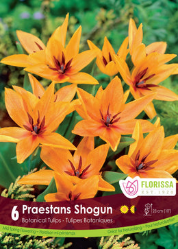 Tulipe Shogun