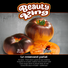 Beauty King tomato (<em>Solanum lycopersicum</em> ‘Beauty King’)