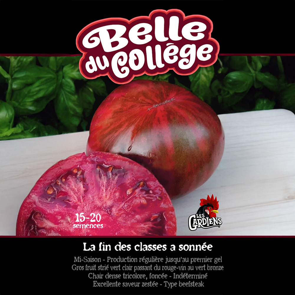 Belle du Collège tomato (<em>Solanum lycopersicum</em> ‘Belle du Collège’)