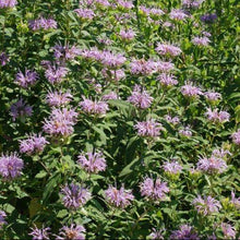 Monarda 'Bee Balm'