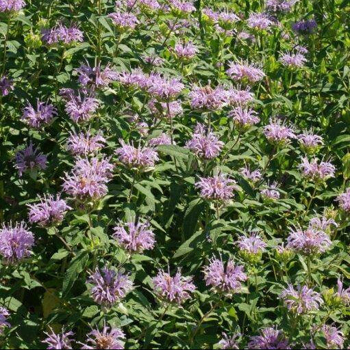 Monarda 'Bee Balm'
