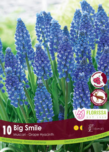 Muscari Big Smile