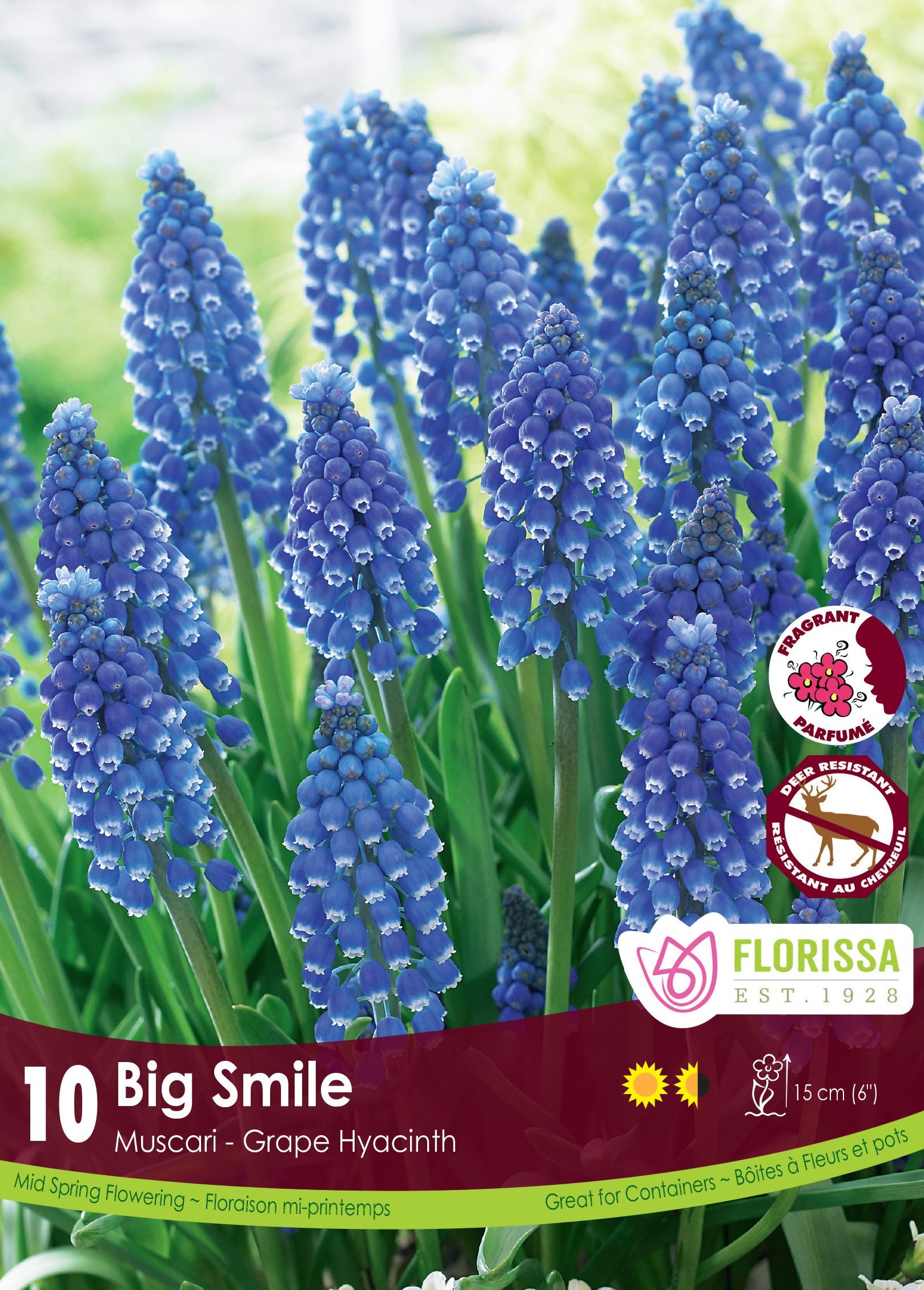 Muscari Big Smile