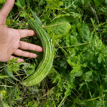 Melon amer bio