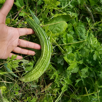 Melon amer bio
