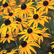 Image officielle 10 de Mélange de fleurs sauvages facile à cultiver, semences à créer.