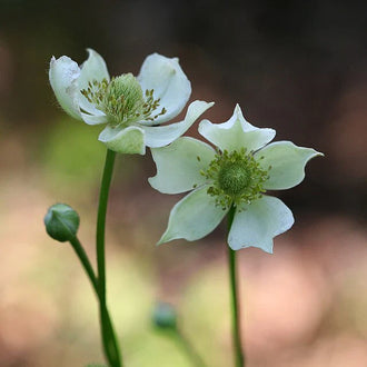 Image officielle de Anémone de Virginie, Anemone virginiana, associée au petit sachet de semences.