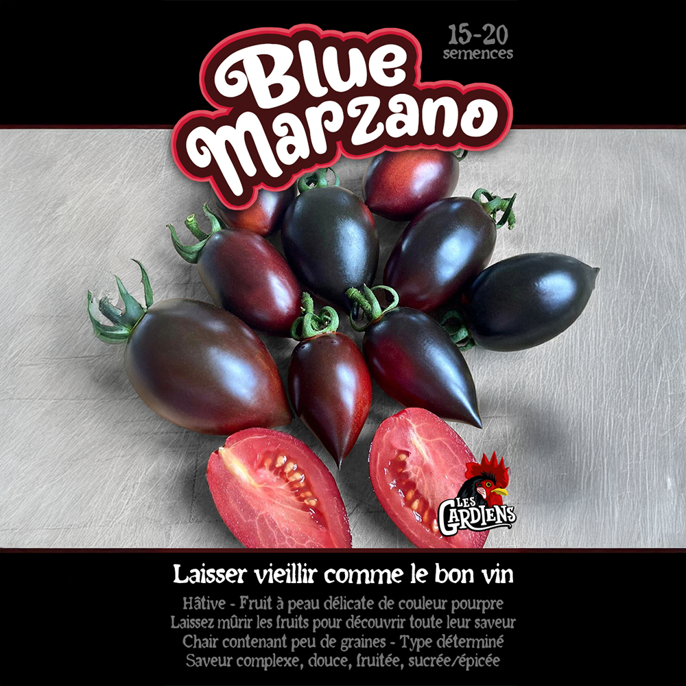 Vue rapprochée de Tomate ‘Blue Marzano’ cultivé au soleil, avec un feuillage vert sain et des fruits caractéristiques bien visibles. La photo montre la forme, la couleur et le stade de maturité typiques de la variété sur un plant vigoureux. Les fruits se détachent nettement du feuillage et illustrent l’apparence recherchée au moment de la récolte.