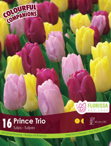 Harmonie florale Prince Trio ( Tulipa spp.) : des tulipes pourpres, lilas et jaunes. Le visuel Florissa présente la plante et son nom dans la partie inférieure de l’étiquette. La photographie occupe presque toute la surface, tandis que le bandeau du bas rassemble les indications du produit. Cette vue permet de reconnaître son apparence et de distinguer la variété présentée.