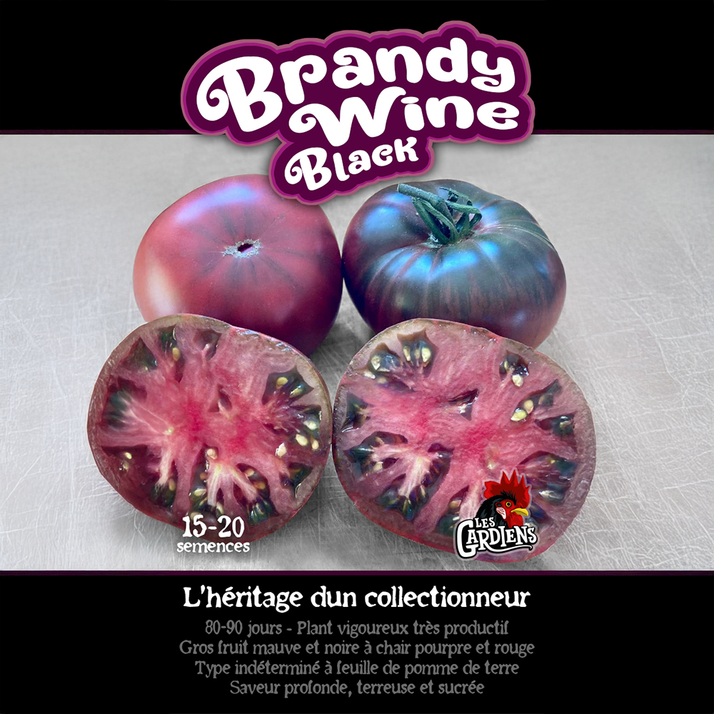 Brandywine Black tomato (<em>Solanum lycopersicum</em> ‘Brandywine Black’)