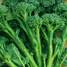 Brocoli 'DeCicco' bio