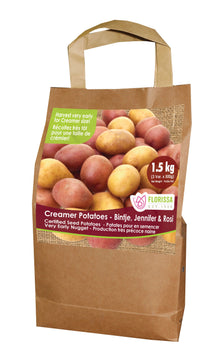 Pomme de terre ‘Creamer Combo Sack’ ( Solanum tuberosum ) : un sac en papier à poignées illustré de petites pommes de terre de couleurs variées. La présentation montre l’emballage avec une illustration du produit et son nom imprimé sur l’étiquette. Les informations sont regroupées sur la face visible, tandis que la photographie met en évidence le contenu ou la plante illustrée. Cette vue vous aide à reconnaître le produit présenté et son conditionnement.