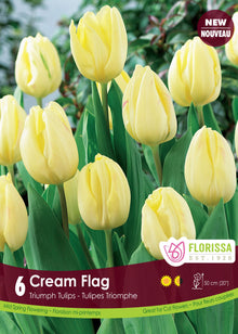 Tulipe Cream Flag ( Tulipa ) : des tulipes jaune crème sur leurs tiges vertes. Le visuel Florissa présente la plante et son nom dans la partie inférieure de l’étiquette. La photographie occupe presque toute la surface, tandis que le bandeau du bas rassemble les indications du produit. Cette vue permet de reconnaître son apparence et de distinguer la variété présentée.