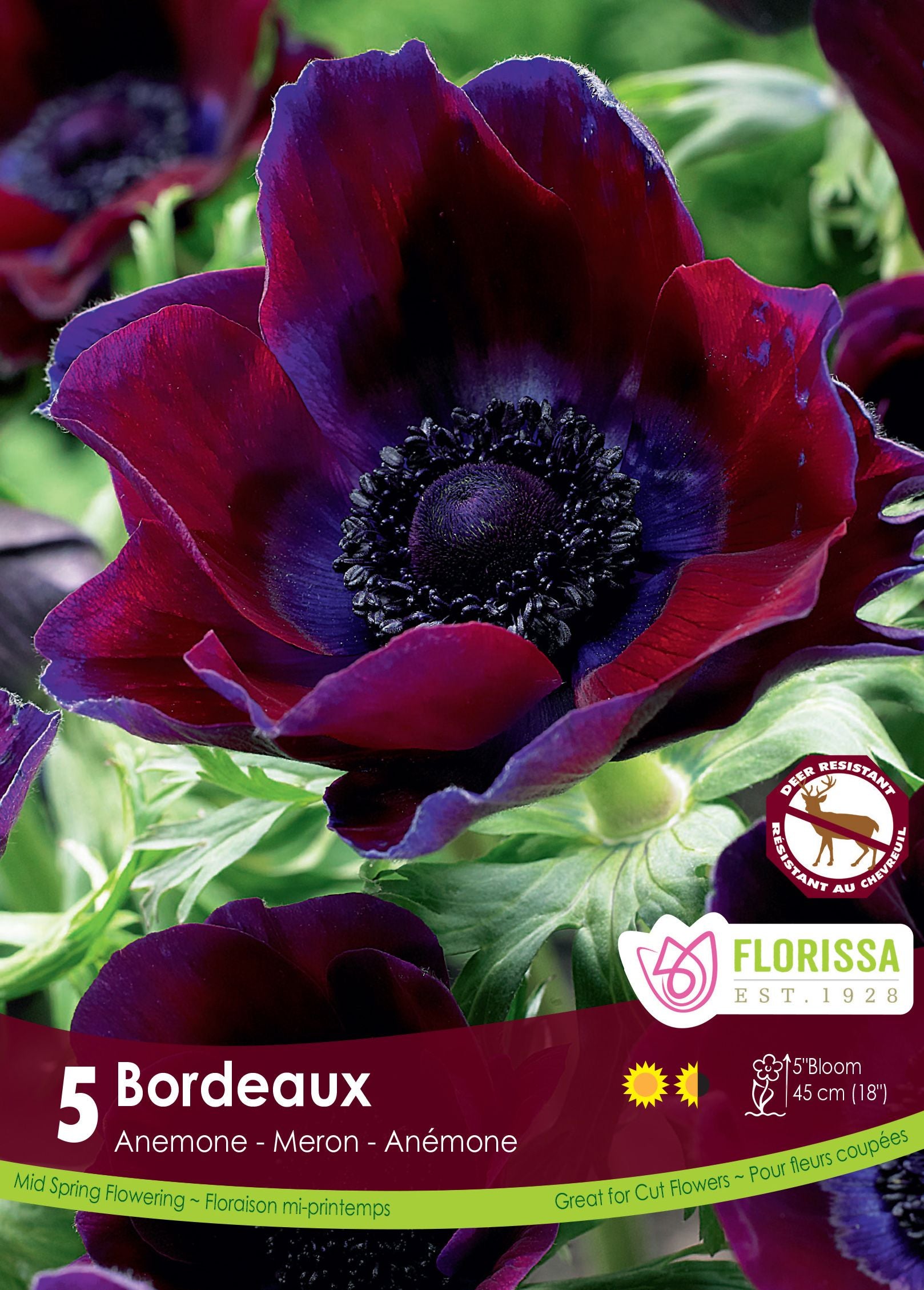 Anémone De Caen ‘Bordeaux’ (<em>Anemone coronaria</em> ‘Bordeaux’)