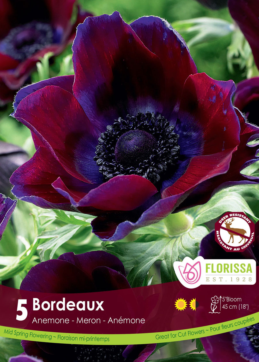 Anémone Bordeaux