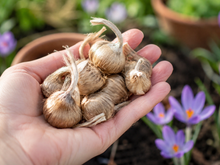 Crocus à safran ( Crocus sativus ) : une main tenant plusieurs bulbes bruns, avec des fleurs violettes en arrière-plan. Cette photographie montre le sujet de près et permet d’en observer les formes, les couleurs et la disposition. Le cadrage attire l’attention sur les éléments visibles au premier plan. Cette vue complète la présentation du produit en donnant un aperçu de son apparence à cette étape, dans la scène photographiée.