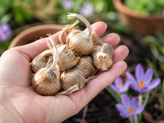 Crocus à safran ( Crocus sativus ) : une main tenant plusieurs bulbes bruns, avec des fleurs violettes en arrière-plan. Cette photographie montre le sujet de près et permet d’en observer les formes, les couleurs et la disposition. Le cadrage attire l’attention sur les éléments visibles au premier plan. Cette vue complète la présentation du produit en donnant un aperçu de son apparence à cette étape, dans la scène photographiée.