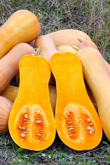 Semences Courge musquée 'Violin' (Cucurbita moschata)