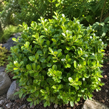 Buis ‘Green Gem’ (Buxus x)
