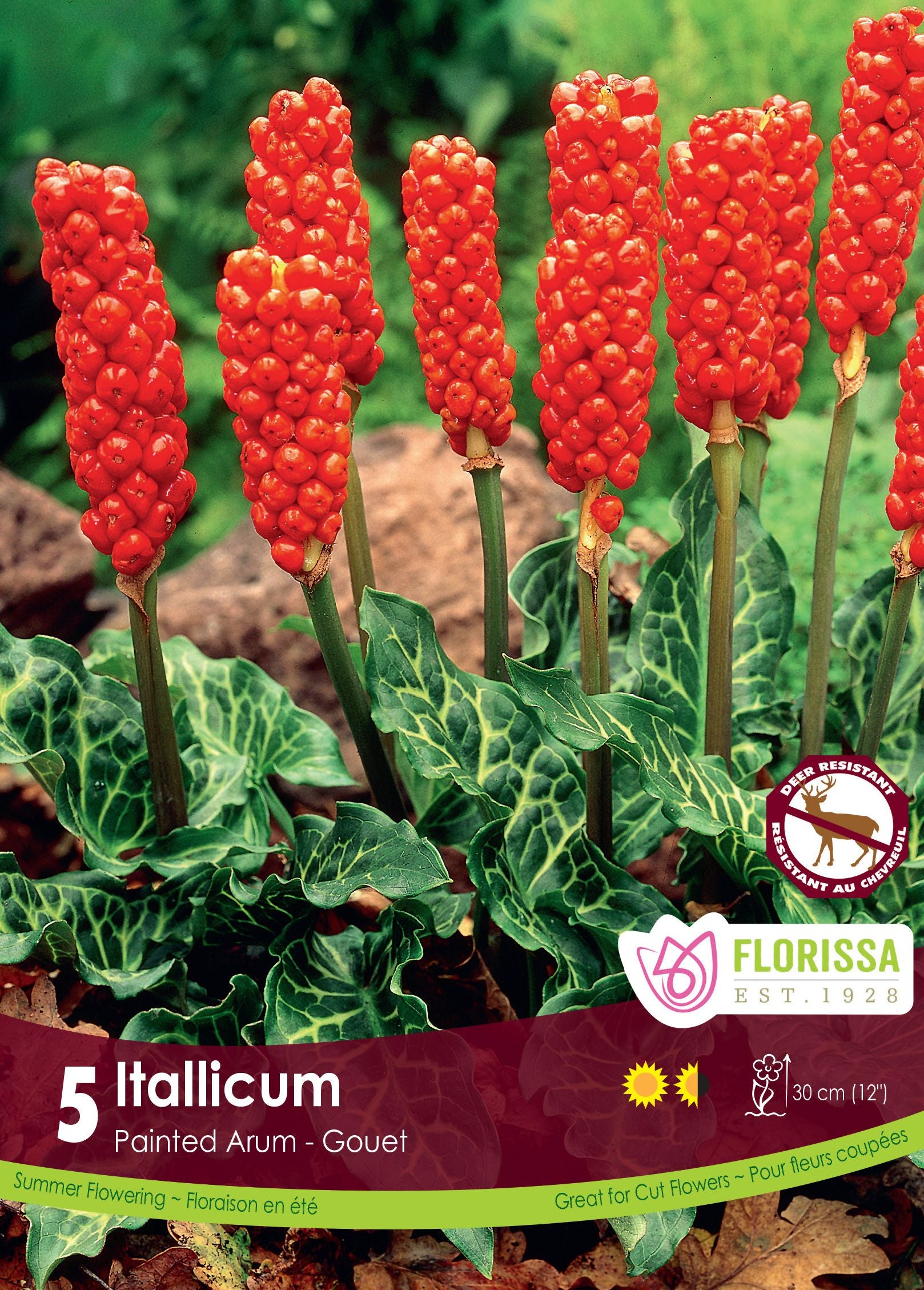 Arum d’Italie (<em>Arum italicum</em>)