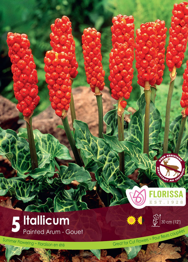 Arum Italicum