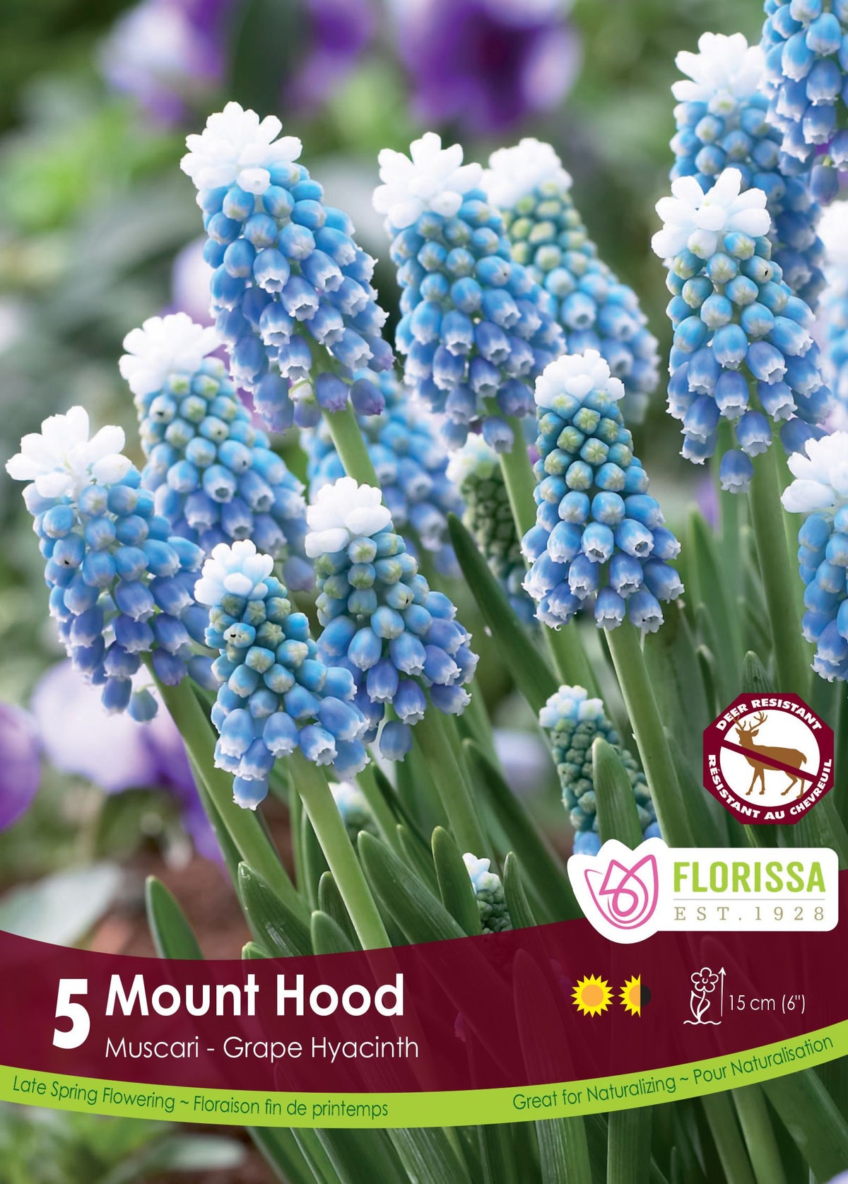 Muscari Mount Hood ( Muscari ) : des grappes de muscaris bleus surmontées de fleurs blanches. Le visuel Florissa présente la plante et son nom dans la partie inférieure de l’étiquette. La photographie occupe presque toute la surface, tandis que le bandeau du bas rassemble les indications du produit. Cette vue permet de reconnaître son apparence et de distinguer la variété présentée.