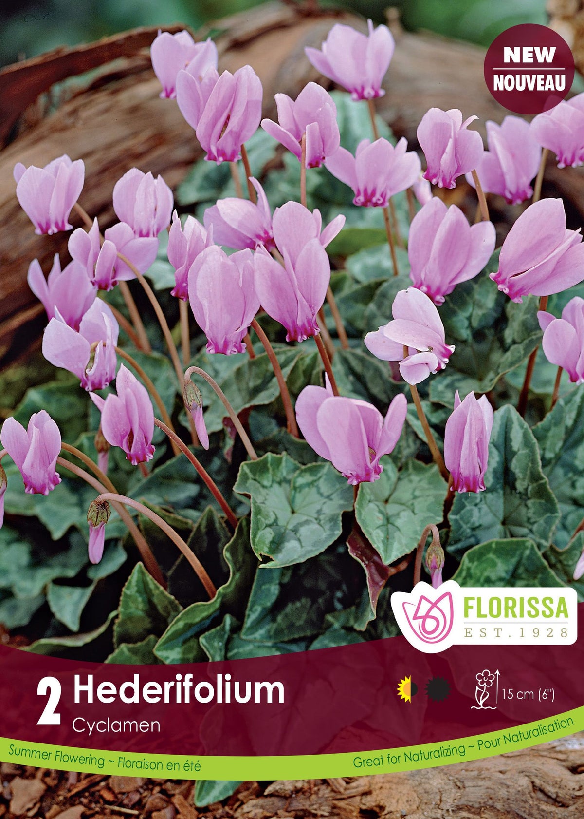 Cyclamen à feuilles de lierre (<em>Cyclamen hederifolium</em>)