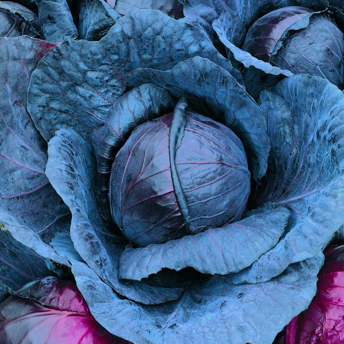 Cabbage'Red Express'