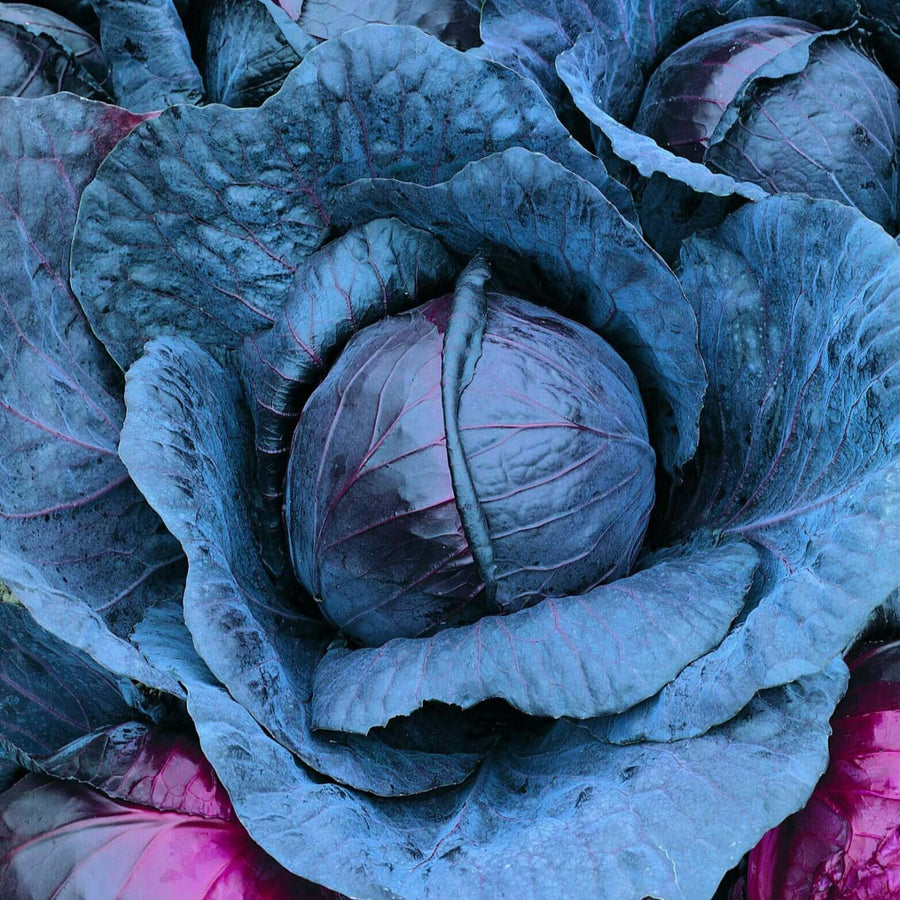 Cabbage'Red Express'