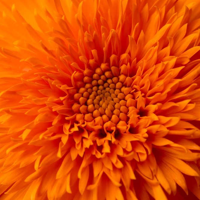 Photo de Calendula ‘Neon’. La couleur caractéristique est : orange foncé. Le visuel permet d’observer les contours, les teintes et la disposition des éléments présentés. Les détails de forme et les contrastes donnent un aperçu de l’apparence de cette plante ou de sa récolte. Cette photographie accompagne la variété nommée afin de l’identifier dans la sélection de semences.