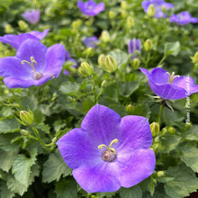 Campanula carpatica 'Rapido Blue'