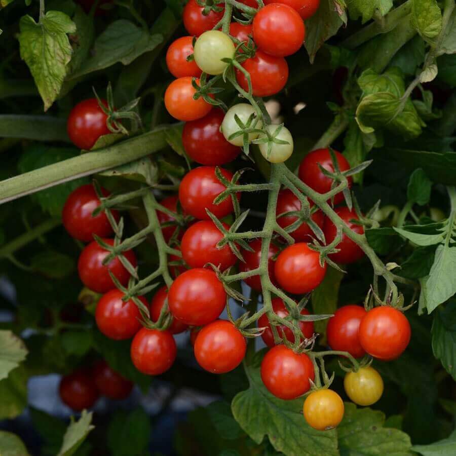 Tomato 'Candyland'