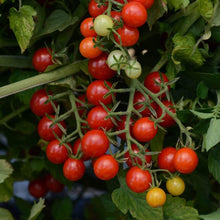 Tomato 'Candyland'