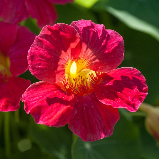 Baby Rose nasturtium (<em>Tropaeolum minus</em>)