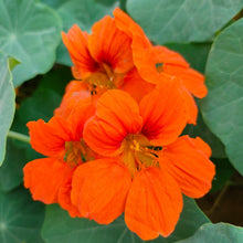 Photo de Capucine ‘Orange Troïka’. La capucine 'Orange Troïka' se distingue par ses superbes fleurs de couleur orange tangerine et son port semi-retombant, parfait pour embellir des paniers suspendus ou des murets. La couleur caractéristique est : orange. Le visuel permet d’observer les contours, les teintes et la disposition des éléments présentés.