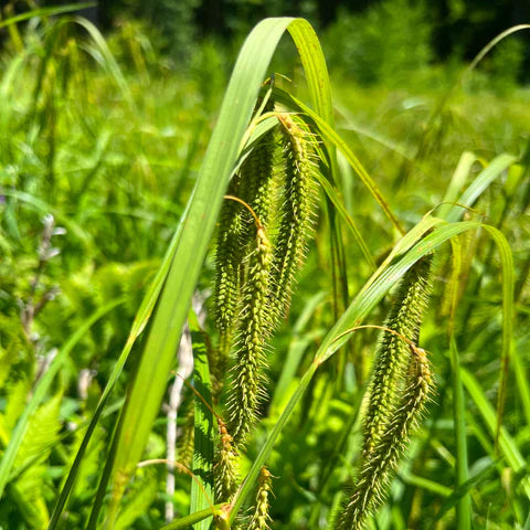 Carex crépu, graminée indigène aux épis retombants.