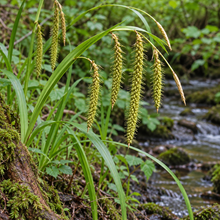 Carex crinita aux longs épis verts pendants et aux feuilles arquées, près d’un ruisseau.