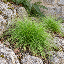 Carex eburnea au feuillage vert très fin en touffe basse, entre des pierres calcaires.