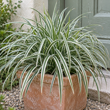 Carex Everest aux feuilles vertes bordées de blanc, en pot de terre cuite.